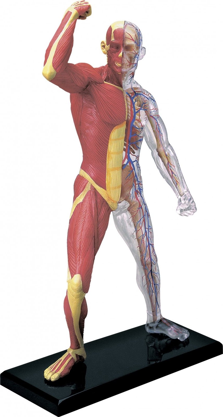 Anatomage Bridges Digital and Physical Anatomy with 3D Printed Models