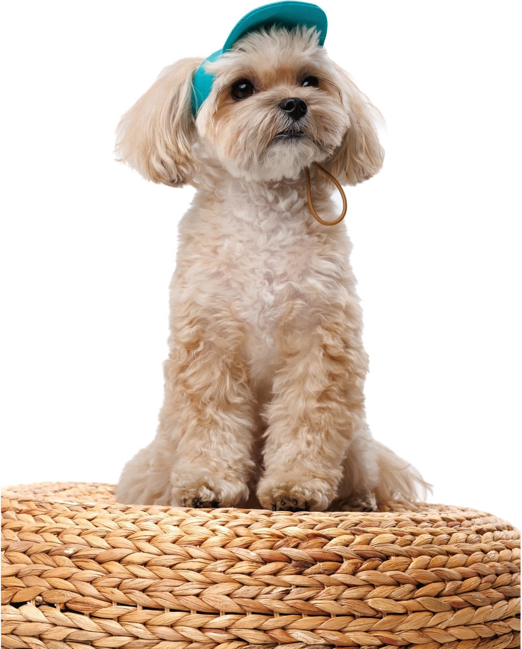 Кепка Pet Fashion Topaz для собак М (PR244599) купить | ELMIR